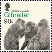 Barbary Macaques (Macaca Sylvanus)