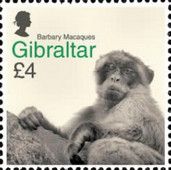 Barbary Macaques (Macaca Sylvanus)