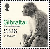 Barbary Macaque (Macaca sylvanus)