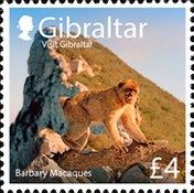 Barbary Macaques (Macaca sylvanus)