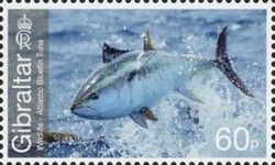 Atlantic Bluefin Tuna (Thunnus thynnus)