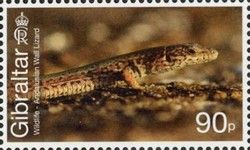 Andalusian Wall Lizard (Podarcis vaucheri)