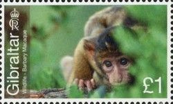 Barbary Macaque (Macaca sylvanus)