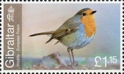European Robin (Erithacus rubecula)
