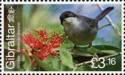 Sardinian Warbler (Curruca melanocephala)