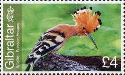 Eurasian Hoopoe (Upupa epops)