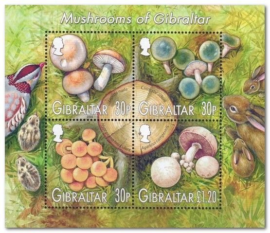 Mushrooms of Gibraltar