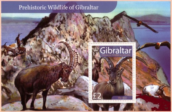 Spanish Ibex (Capra pyrenaica)