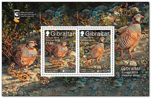 Barbary Partridge (Alectoris barbara)