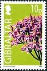 Common Centaury (Centaurium erythraea)