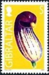 Friars Cowl (Arisarum simorrhinum)