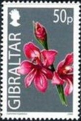 Common Gladiolus (Gladiolus communis)