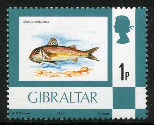 Striped Red Mullet (Mullus surmuletus)