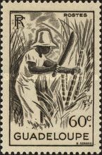 Sugar Cane