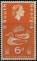 Sooty Albatross (Phoebetria palpebrata)