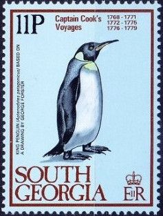 King Penguin (Aptenodytes patagonicus)