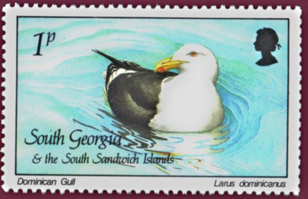 Dominican Gull (Larus dominicanus)