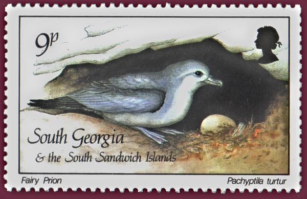 Fairy prion (Pachyptila turtur)