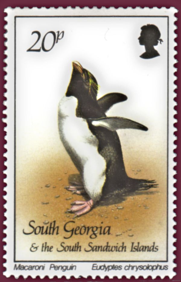 Macaroni Penguin (Eudyptes chrysolophus)