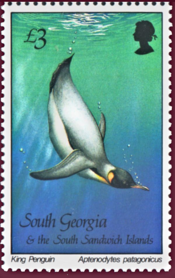 King Penguin (Aptenodytes patagonicus)