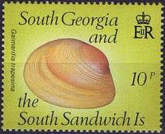 Shell (Gaimardia trapesina)