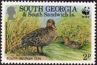 South Georgia Teal (Anas georgica) - Adult and young