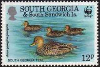 South Georgia Teal (Anas georgica) - Four swimming