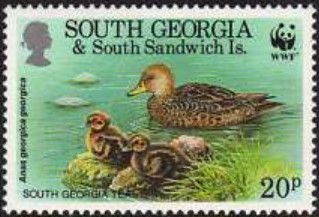 South Georgia Pintail (Anas georgica)