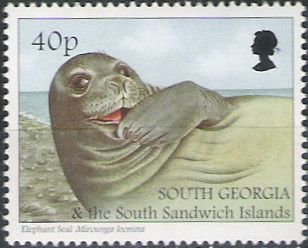 Southern Elephant-seal (Mirounga leonina)