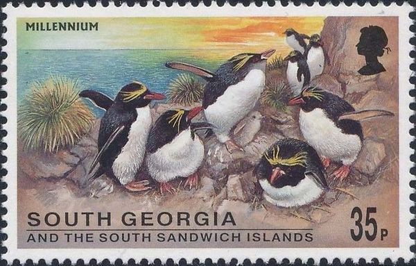 Macaroni Penguin (Eudyptes chrysolophus)