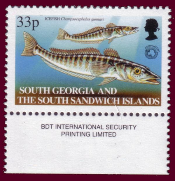 Mackerel Icefish (Champsocephalus gunnari)