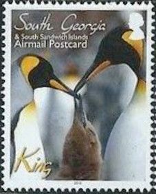 King Penguin (Aptenodytes patagonicus)