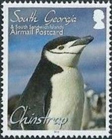 Chinstrap Penguin (Pygoscelis antarcticus)