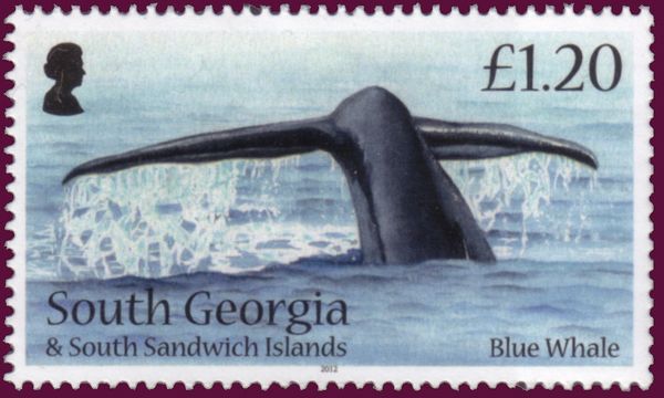 Blue Whale (Balaenoptera musculus)