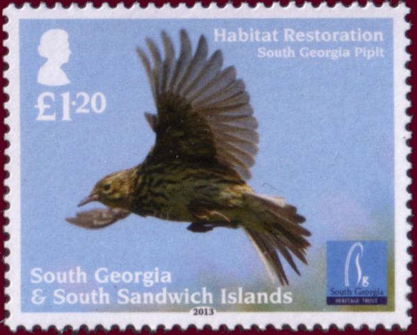 South Georgia Pipit (Anthus antarcticus)