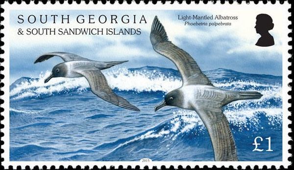 Black-browed Albatross (Thalassarche melanophris)