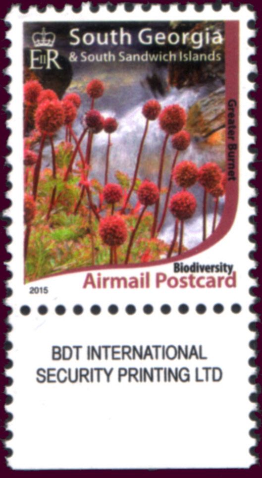 Greater Burnet (Acaena magellanica)