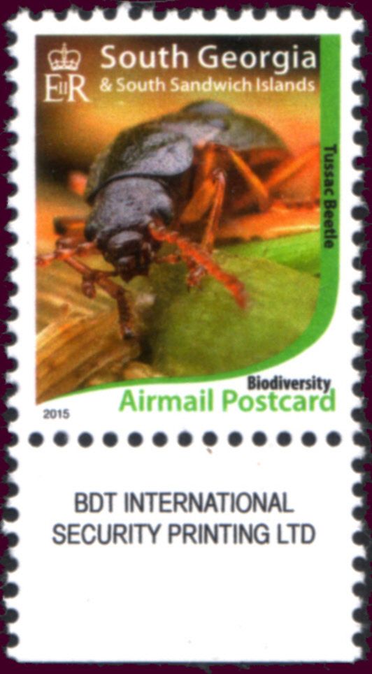 Tussac Beetle (Hydromedion sparsutum)