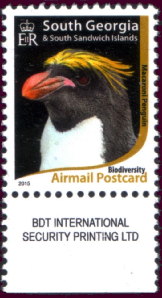 Macaroni Penguin (Eudyptes chrysolophus)