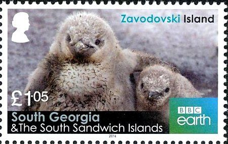 Chinstrap Penguin (Pygoscelis antarcticus) chick