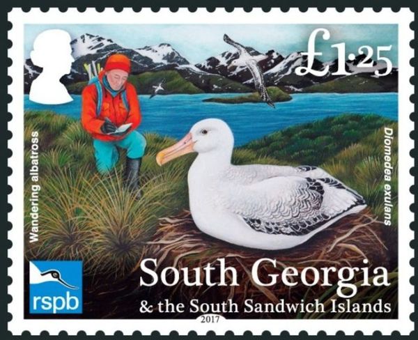 Black-browed Albatross (Thalassarche melanophris), ship