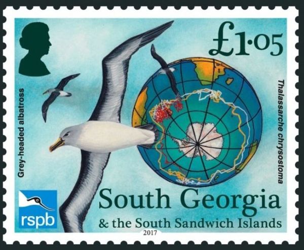 Grey-headed Albatross (Thalassarche chrysostoma)