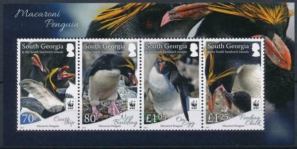 Macaroni Penguin (Eudyptes chrysolophus)