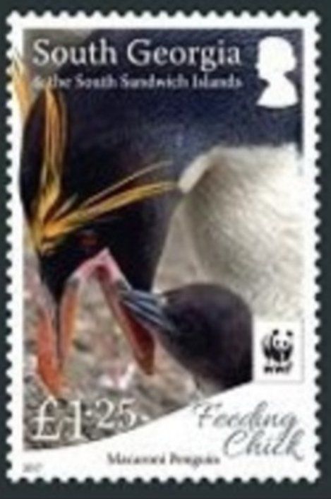 Macaroni Penguin (Eudyptes chrysolophus)