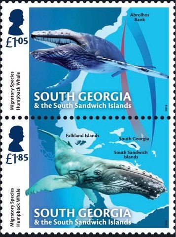 Humpback Whale (Megaptera novaeangliae)
