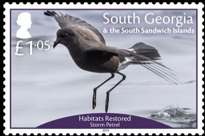 Wilson's Storm Petrel (Oceanites oceanicus)