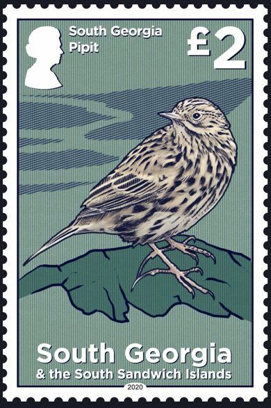 South Georgia Pipit (Anthus antarcticus)