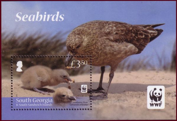 Southern Skua (Catharacta antarctica)