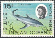 Blue Shark (Prionace glauca)
