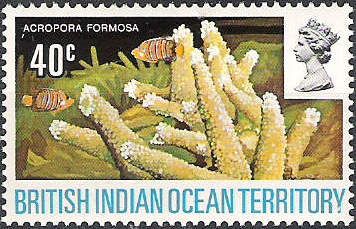 Staghorn Coral (Acropora formosa)